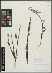 Foto von Salix arctophila Cockerell ex A. Heller
